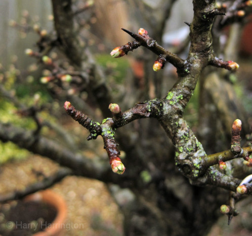 flowering spurs